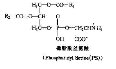 油脂與磷脂的結構式及其化學性質